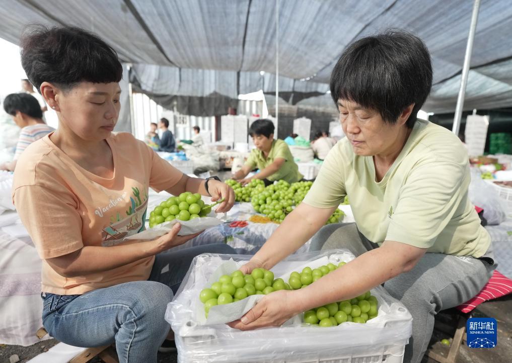 拉菲平台官网